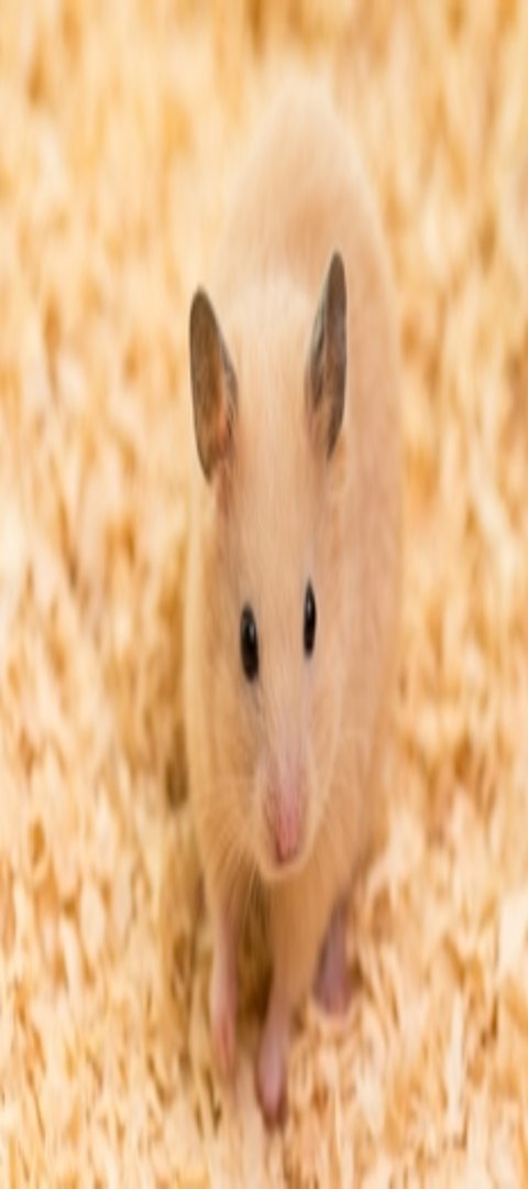 Ein Hamster im Nagarium