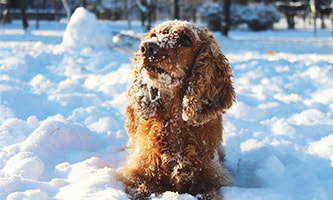 Cocker Spaniel im Schnee