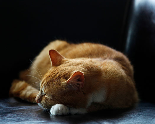 Katze schlafend auf Sofa