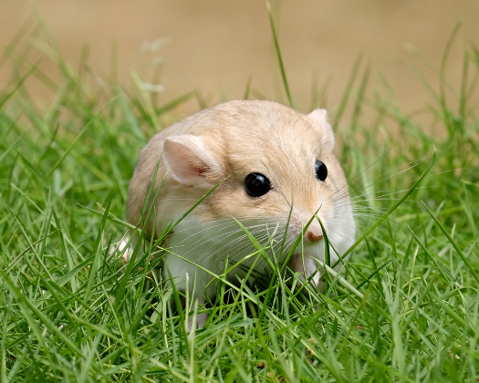 Ein Zwerghamster sitzt im Gras